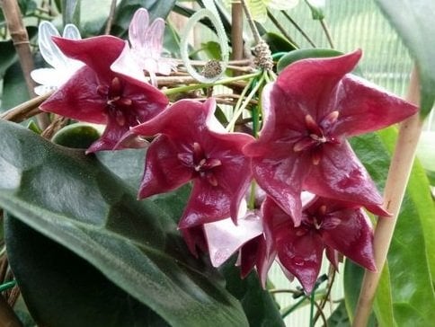 Hoya mega laster -  kokulu mum çiçeği 10-20 cm boyda, toprak da köklü ve sürgünlü (kod:new81a)