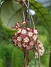 Hoya callistophylla long leaf -  kokulu mum çiçeği 2 yaprak toprak da köklü ve sürgünlü (kod:new82a)