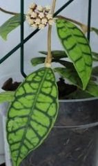 Hoya callistophylla long leaf -  kokulu mum çiçeği 2 yaprak toprak da köklü ve sürgünlü (kod:new82a)