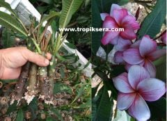 Kod:plu14 Köklü çelik Plumeria - Frangipani, iyi beslenirse seneye çiçek açar. (1 adet koyu renk çiçek açacak sağlıklı, köklü resimdeki çelik)