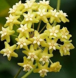 Hoya Nicholsoniae -  kokulu mum çiçeği 2 yaprak toprak da köklü ve sürgünlü (kod:new83a)