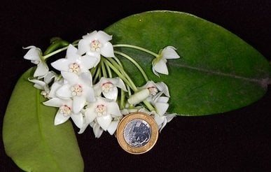 Hoya albiflora - Kokulu mum çiçeği.  20 - 30 cm boyda orta boy, güçlü sürgünlü, saksıda köklü gelişmekte (kod:new03b)