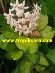 Hoya australis lisa - Kokulu mum çiçeği   20 - 30 cm boyda orta boy, güçlü sürgünlü, saksıda köklü gelişmekte (kod:new05b)