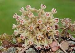 Hoya curtisii -  Kokulu mum çiçeği.  20 - 30 cm boyda orta boy, güçlü sürgünlü, saksıda köklü gelişmekte (kod:new18b)