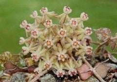 Hoya curtisii -  Kokulu mum çiçeği.  20 - 30 cm boyda orta boy, güçlü sürgünlü, saksıda köklü gelişmekte (kod:new18b)