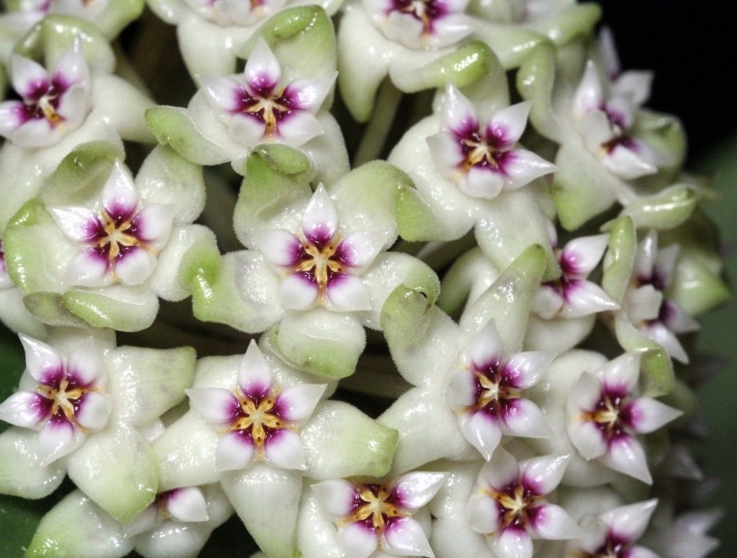 Hoya parasitica heart leaves splash -  Kokulu mum çiçeği.  20 - 30 cm boyda orta boy, güçlü sürgünlü, saksıda köklü gelişmekte (kod:new55b)