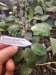 Hoya parasitica heart leaves splash -  Kokulu mum çiçeği.  20 - 30 cm boyda orta boy, güçlü sürgünlü, saksıda köklü gelişmekte (kod:new55b)