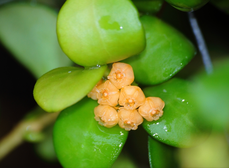 Hoya heuschkeliana ''Yellow''  mum çiçeği.  20 - 30 cm boyda orta boy, güçlü sürgünlü, saksıda köklü gelişmekte (kod:mum:36b)