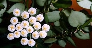 Hoya krohniana ''heart leaves'' -  kokulu mum çiçeği 2 yaprak toprak da köklü ve sürgünlü (kod:new87a)