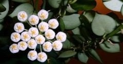 Hoya krohniana ''heart leaves'' -  kokulu mum çiçeği 2 yaprak toprak da köklü ve sürgünlü (kod:new87a)