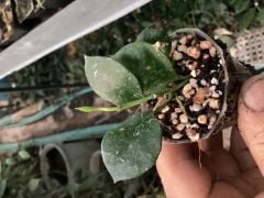Hoya krohniana ''heart leaves'' -  kokulu mum çiçeği 2 yaprak toprak da köklü ve sürgünlü (kod:new87a)