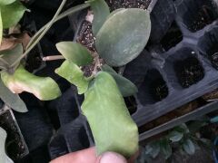Hoya mindorensis pinkish orange - yoğun yasemin kokulu mum çiçeği 2 yaprak toprak da köklü ve sürgünlü (kod:new88a)