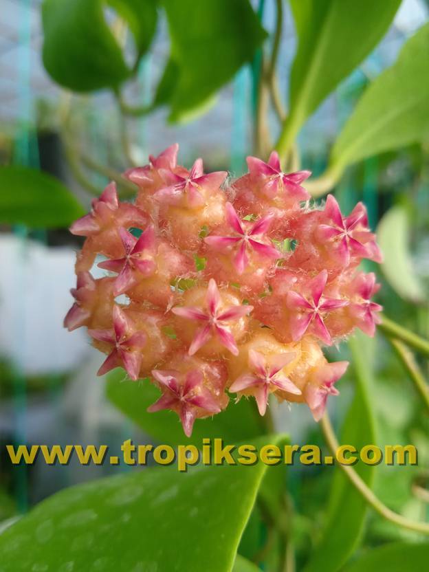 Hoya mindorensis pinkish orange - yoğun yasemin kokulu mum çiçeği 2 yaprak toprak da köklü ve sürgünlü (kod:new88a)