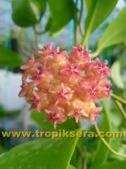 Hoya mindorensis pinkish orange - yoğun yasemin kokulu mum çiçeği 2 yaprak toprak da köklü ve sürgünlü (kod:new88a)