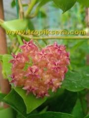 Hoya mindorensis pinkish orange -  kokulu mum çiçeği 2 yaprak toprak da köklü ve sürgünlü (kod:new88a)