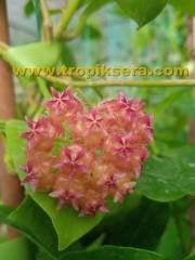 Hoya mindorensis pinkish orange - yoğun yasemin kokulu mum çiçeği 2 yaprak toprak da köklü ve sürgünlü (kod:new88a)
