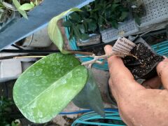 Hoya fusco marginata -  kokulu mum çiçeği 2 yaprak toprak da köklü ve sürgünlü (kod:new90a)