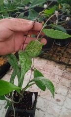 Hoya pubicalyx full silver splash, kokulu mum çiçeği 30 - 50 cm boyda orta boy, güçlü sürgünlü, saksıda köklü gelişmekte (kod:mum05b)