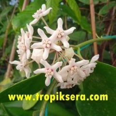 Hoya australis Kokulu mum çiçeği  30 - 50 cm boyda orta boy, güçlü sürgünlü, saksıda köklü gelişmekte (kod:mum27b)