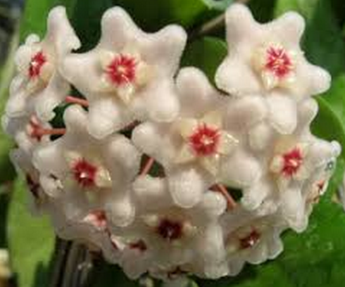 Hoya dasyantha Kokulu mum çiçeği  30 - 50 cm boyda orta boy, güçlü sürgünlü, saksıda köklü gelişmekte (kod:mum31b)