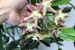 hoya imperialis palawan -  kokulu mum çiçeği 1 yaprak toprak da  köklü ve sürgünlü (kod:new93a)
