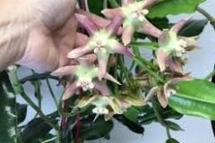 hoya imperialis palawan -  kokulu mum çiçeği 1 yaprak toprak da  köklü ve sürgünlü (kod:new93a)