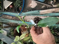 hoya imperialis palawan -  kokulu mum çiçeği 1 yaprak toprak da  köklü ve sürgünlü (kod:new93a)