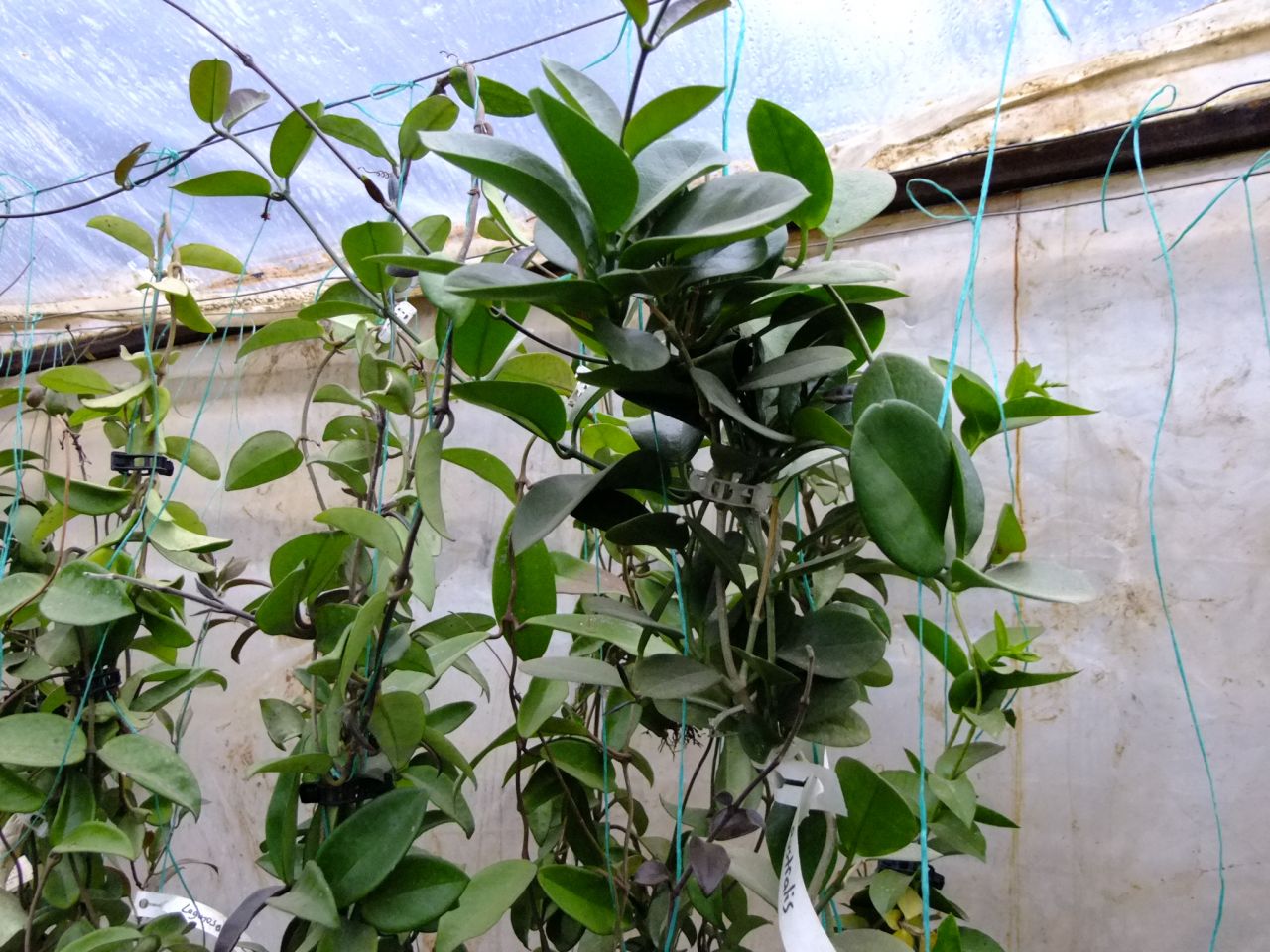 Toplu sipariş için, kargo dahil