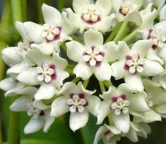 Toplu sipariş için, kargo dahil