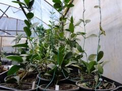 Toplu sipariş için, kargo dahil