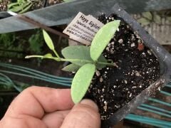 Hoya Sigillatis alas river - mum çiçeği 2 yaprak toprak da köklü ve sürgünlü (kod:new94a)