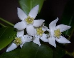 hoya cembra (Odorata) -  kokulu mum çiçeği 2 yaprak toprak da köklü ve sürgünlü (kod:new96a)