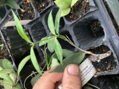 hoya cembra (Odorata) -  kokulu mum çiçeği 2 yaprak toprak da köklü ve sürgünlü (kod:new96a)
