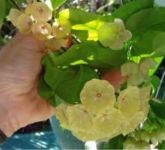 Hoya campanulata light yellow -  kokulu mum çiçeği 2 yaprak toprak da köklü ve sürgünlü (kod:new98a)