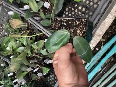 Hoya campanulata light yellow -  kokulu mum çiçeği 2 yaprak toprak da köklü ve sürgünlü (kod:new98a)