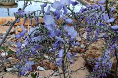 Kod:mor02  Mor salkım (Wisteria sinensis) 80-120 cm arası boylarda, 5 yaşında.