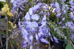 Kod:mor02  Mor salkım (Wisteria sinensis) 80-120 cm arası boylarda, 5 yaşında.