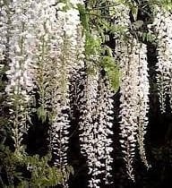 Kod:bey02  Beyaz salkım (Wisteria sinensis alba) 80-120 cm arası boylarda, 5 yaşında.