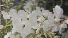Kod:bey02  Beyaz salkım (Wisteria sinensis alba) 80-120 cm arası boylarda, 5 yaşında.