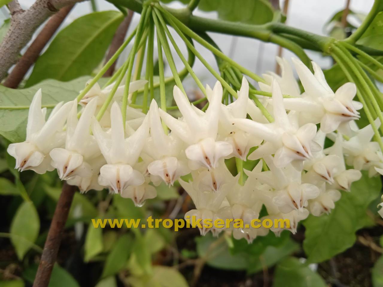 Hoya lockii -  Çikolata kokulu mum çiçeği buyuk boy tomurcuklu, saksıda köklü ve sürgünde  (kod:new80L)