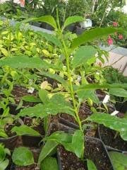 Hoya lockii -  Çikolata kokulu mum çiçeği buyuk boy tomurcuklu, saksıda köklü ve sürgünde  (kod:new80L)