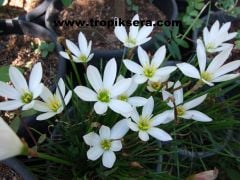 Kod:zp11 Beyaz zıpçıktı - Rain Lily, Zephyranthes Atamasca (sağlıklı 1adet soğan)