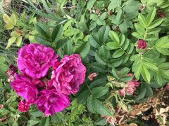 g79 Hansa Rose yoğun kokulu gul (büyük boy)