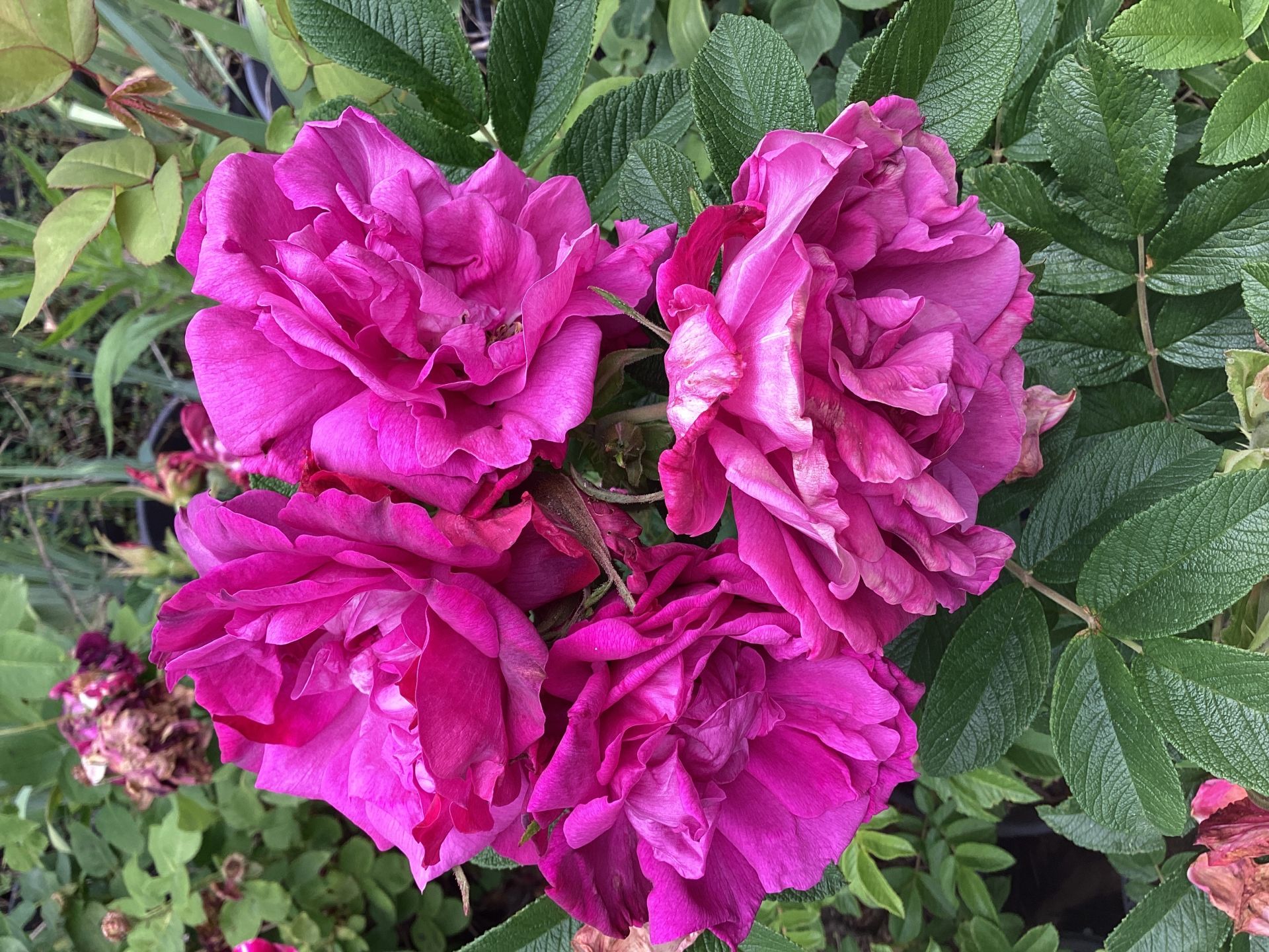g79 Hansa Rose yoğun kokulu gul (büyük boy)