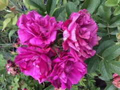 g79 Hansa Rose yoğun kokulu gul (büyük boy)