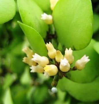 hoya dischidia sp geri - mum çiçeği 2-4 yaprak toprak da köklü ve sürgünlü (kod:new99a)