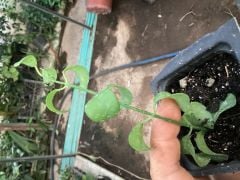 hoya dischidia sp geri - mum çiçeği 2-4 yaprak toprak da köklü ve sürgünlü (kod:new99a)