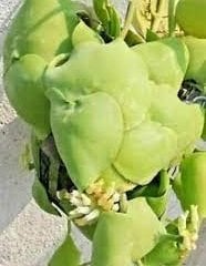 hoya Dischidia platyphylla - mum çiçeği 30-50 cm arası boyda güçlü sürgünlü yeni üretim mini saksıda köklü (kod:new100b)