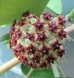 Hoya kerrii  splash Kokulu mum çiçeği 10-20 cm boyda mini saksıda köklü.Güçlü sürgünlü (kod:mum101c)
