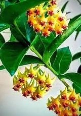 Hoya densifolia - mum çiçeği 2-4 yaprak toprak da köklü ve sürgünlü (kod:new103a)